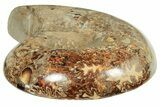 Cut Ammonite Fossil From Madagascar - Crystal Pockets! #207125-3